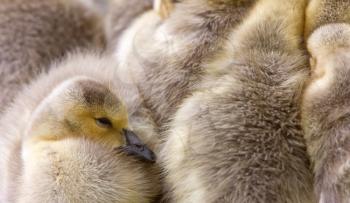 Canada Goose Chicks Saskatchewan