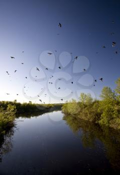 Saskatchewan River and Flock of Swallows near bridge