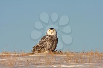 Snowy Owl in Winter Saskatchewan