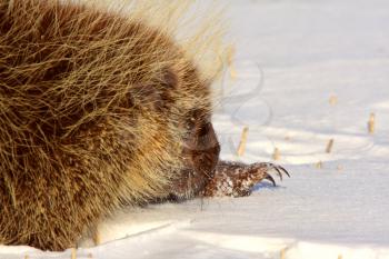 Porcupine in Winter Saskatchewan Canada