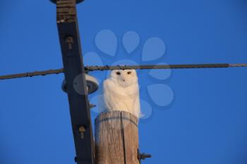 Snowy Owl Winter Canada