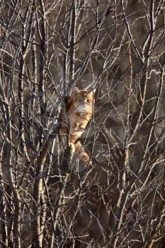 Cat in a tree Winter Canada