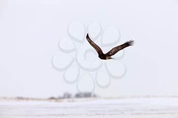 Golden Eagle in Flight Canada