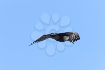 Raven in Flight