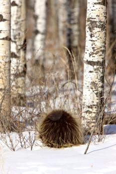 Porcupine and Aspen Trees in Winter