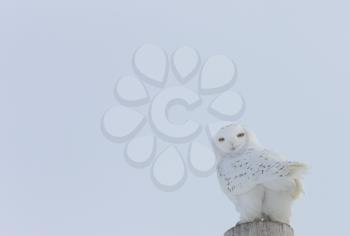 Snowy Owl Canada