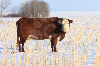 Cow in Frozen Field Saskatchewan