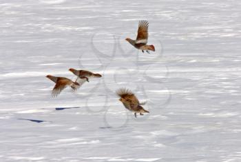 Gray Partridge in Winter Saskatchewan