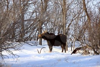 Prairie Moose in Winter Saskatchewan Canada