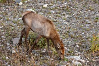 Young elk grazing in roadside ditch in Alberta