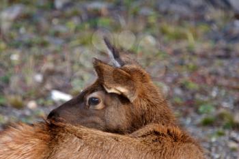 Young elk looking over shoulder in Alberta roadside ditch