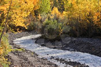 Autumn colored Aspens along British Columbia creek