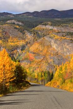 Autumn colored Aspens along British Columbia road