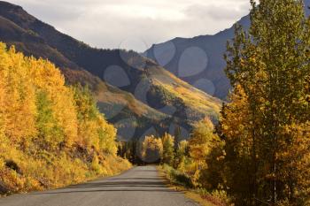 Autumn colored Aspens along British Columbia road