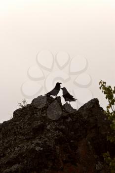 Ravens silhouetted on rocks