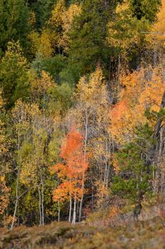 Autumn colored trees on hillside in British Columbia