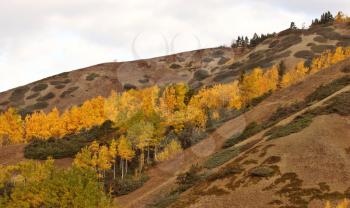 Autumn colored trees on hillside in British Columbia