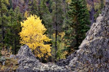 Aspen and Pines in autumn in British Columbia