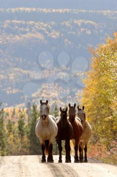 Range horses along British Columbia road
