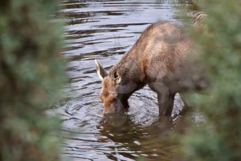 Cow moose drinking from Yukon stream