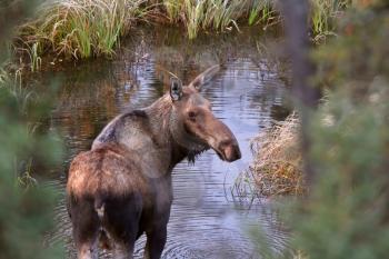 Cow moose standing in Yukon stream