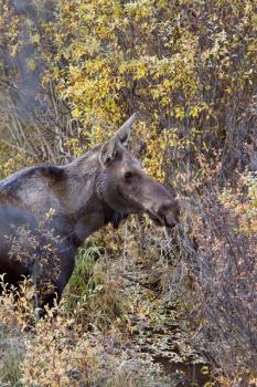 Cow moose standing in Yukon wilds