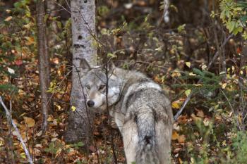 Gray Wolf along forest edge in British Columbia