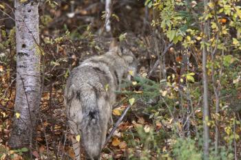 Gray Wolf along forest edge in British Columbia