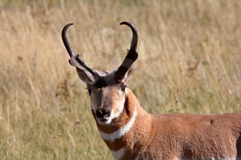 Male Pronghorn Antelope in Saskatchewan field