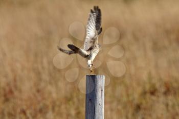 Falcon taking flight from fence post