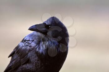 Close up of raven