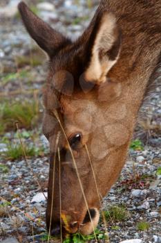 Female elk grazing in ditch