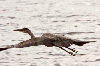 Great Blue Heron flying over water at Prince Rupert seaside