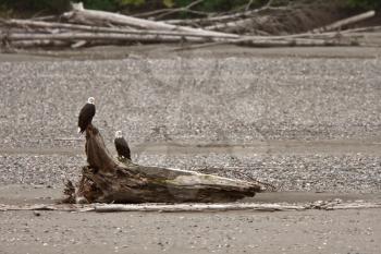 Two Bald Eagles perched on driftwood in British Columbia