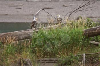 Two Bald Eagles perched on driftwood in British Columbia
