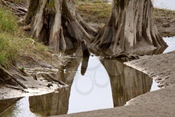 Tree stumps reflection in pool