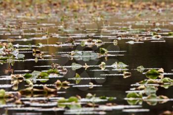 Water lily leaves in small British Coloumbia lake