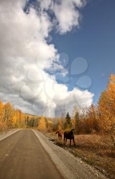 Range horses along British Columbia road