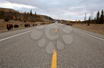 Wood Buffalo herd along Alaska Highway in British Columbia
