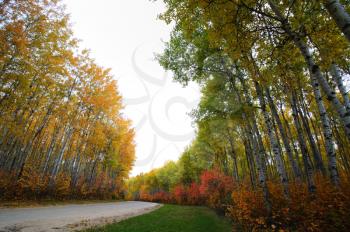 Autumn trees in Meadow Lake Park Saskatchewan
