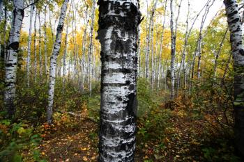 Aspen tree trunks in Meadow Lake Park Saskatchewan