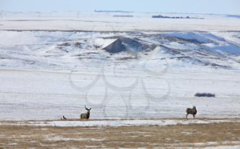 Mule Deer Buck in Winter Canada