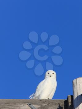 Snowy Owl Male on Pole Winter Canada