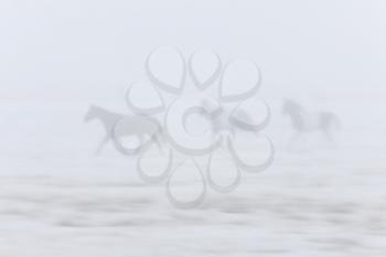 Horses Running in the Fog Mist Saskatchewan Canada