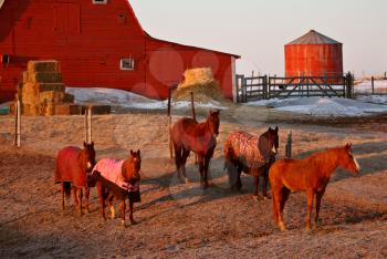 Morning Light Horses and Blanket Saskatchewan Canada