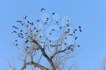 Blackbirds in a tree Canada