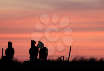 Sunset Horses in Prairie Canada
