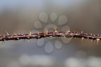 Thorns on a Branch close up