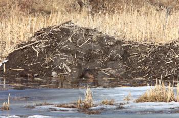 Beavers Working Lodge Saskatchewan Canada