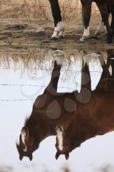 Horses in Pasture Canada  Reflection